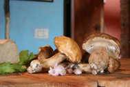 FUNGHI FRESCHI SPONTANEI: PER LA VENDITA SERVE IL FUNGHI FRESCHI SPONTANEI: PER LA VENDITA SERVE IL