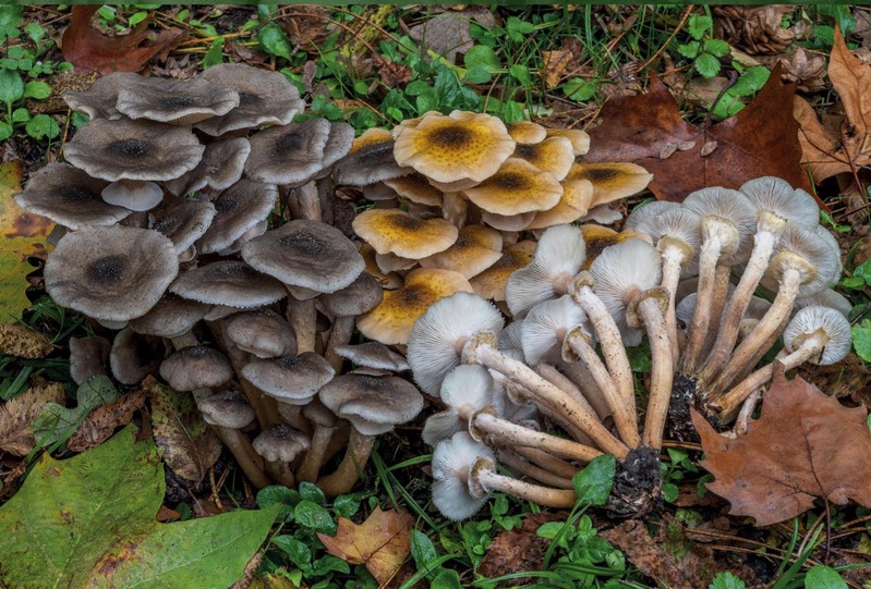 "I FUNGHI DEL FUTURO",  RASSEGNA ENOGASTRONOMICA A BASSANO