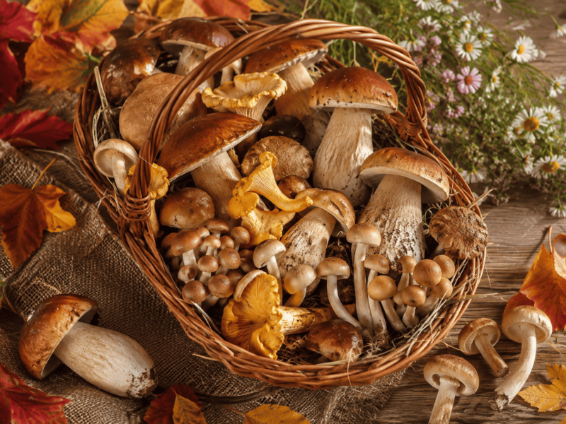 FUNGHI FRESCHI SPONTANEI: L'ESAME CHE ABILITA ALLA