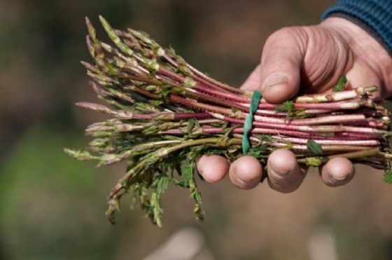 A TAVOLA CON LE ERBE SPONTANEE DELLA VAL LIONA