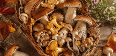 FUNGHI FRESCHI SPONTANEI: L'ESAME CHE ABILITA ALLA