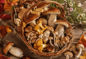 FUNGHI FRESCHI SPONTANEI: L'ESAME CHE ABILITA ALLA